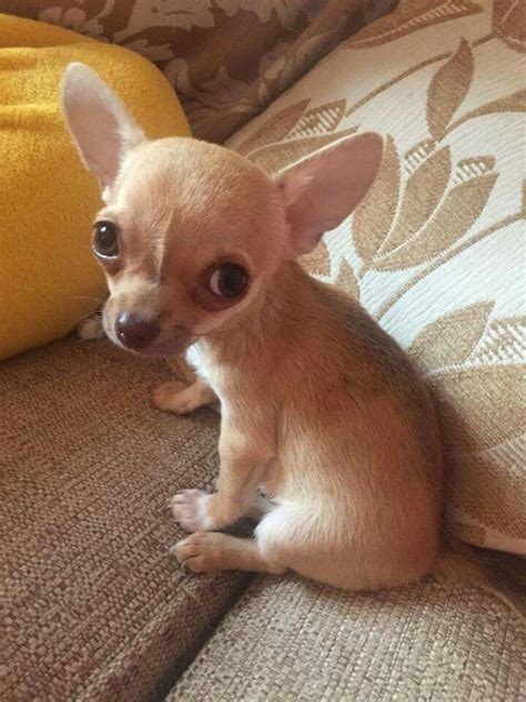 Pin By Tammy Dupree On Cute Chihuahua Puppies Cute Baby