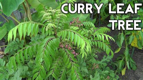Curry Leaf Plant Curry Tree Or Murraya Koenigii From