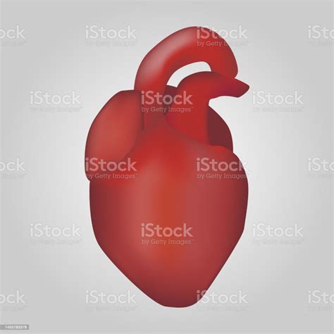 Heart Of Human Cardiovascular System Realistic Design Isolated Vector