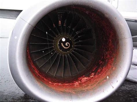 Air India Worker Got Sucked In Jet Engine Rhumanityismorbid