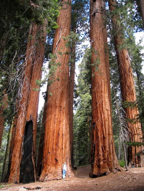 100 Pcs Rare Giant Redwood Seeds Fast Growth Rare Tree Seeds For Garden