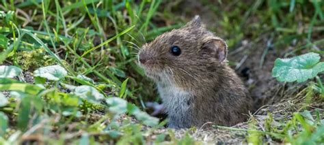 Vole Vs Mouse How To Identify Voles Vs Mice — Whitmore Pest
