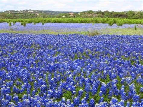 Bluebonnets Blooming At Muleshoe Bend Near Austin Blue Bonnets