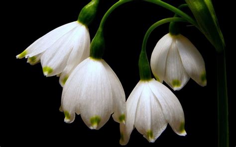 20 imagini gratuite de martisor. Imagini Desktop: Imagini cu Ghiocei