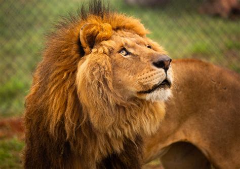 For south africa a, springboks playmaker faf de klerk starts at scrumhalf and lines up against murray. WATCH How two rescued Gaza lions found a home in South ...