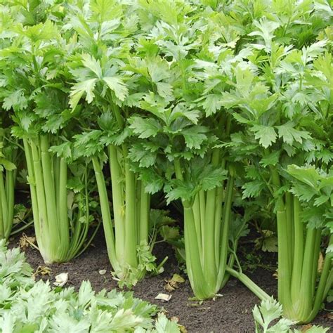 Celery Seeds Utah Tall Celery Vegetable Seeds Heirloom Open