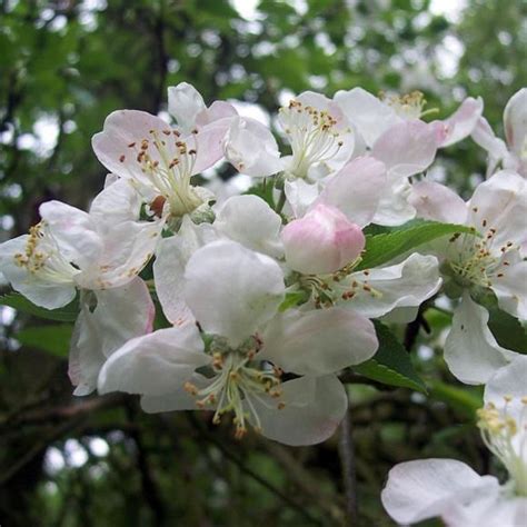 Crab Apple Hedge Malus Sylvestris Hedges Direct Uk Fall Fruits