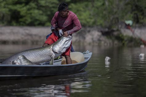Articulações Para A Temporada 2023 Da Pesca De Pirarucu No Amazonas