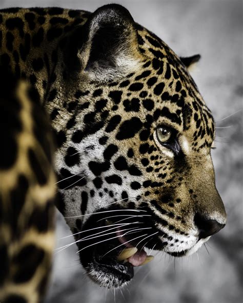 The South American Native Word For Jaguar