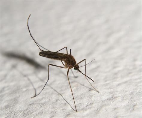 Mosquito Image Eurekalert Science News Releases