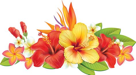 Free Tropical Flower Vector Png And Transparent Clipart Images