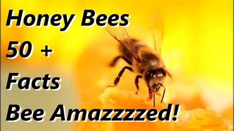 50 Facts About Honey Bees Facts Bee Amazzzed 🐝🐝🐝 Youtube