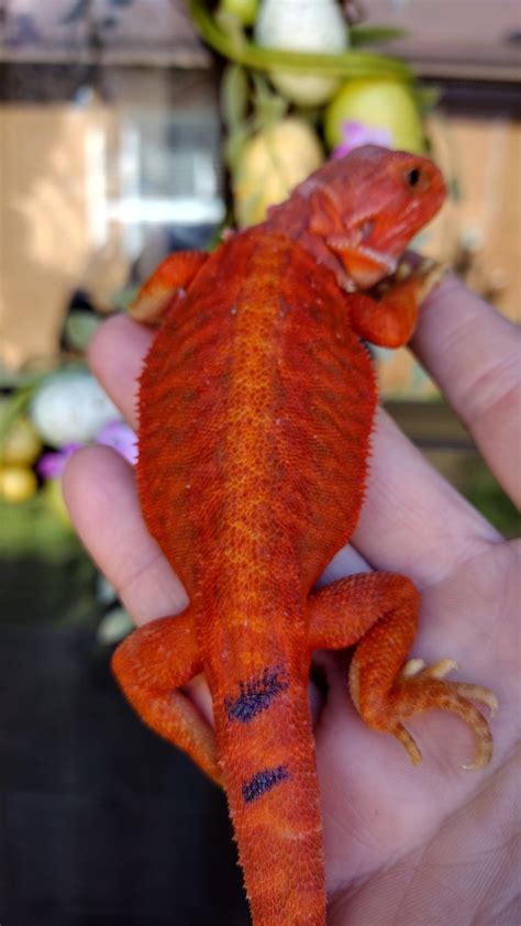 Extreme Red Leatherback Hypo Tran Male Central Bearded Dragon By Steph