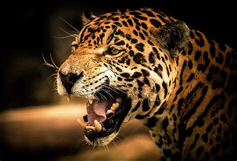 Photos Jaguars Big Cats Angry Head Animals