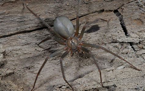 What You Should Know About House Spiders In Lubbock Enviroguard Pest
