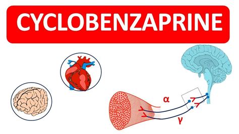 Cyclobenzaprine Capsules As Muscle Relaxant Youtube