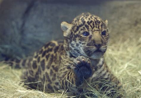 9 Adorable Baby Zoo Animals That Will Make You Feel All The Feelings