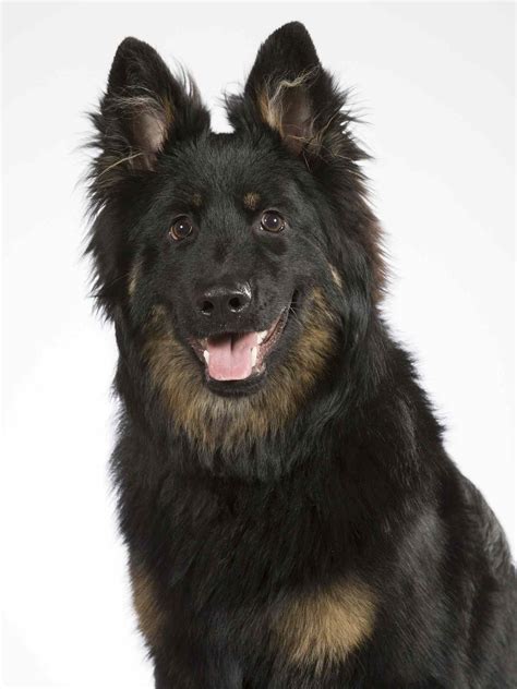 15 Dogs That Look Like German Shepherds