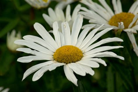 White And Yellow Shasta Daisy Flowers Stock Photo Download Image Now