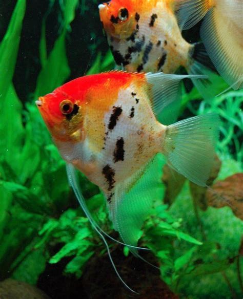 Orange Koi Angelfish Marine Life Pinterest