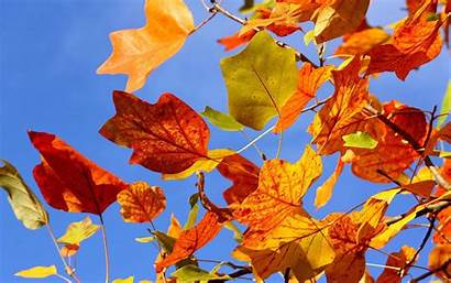 Leaves Autumn Wallpapers Colorful Desktop Nature Seasons