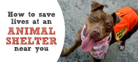 All of coupon codes are verified and tested today! How to save lives at a shelter near you | Creative ...