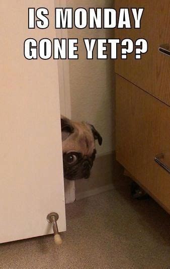 Is It Over Yet Funny Pictures Pug Memes Funny Animal Pictures