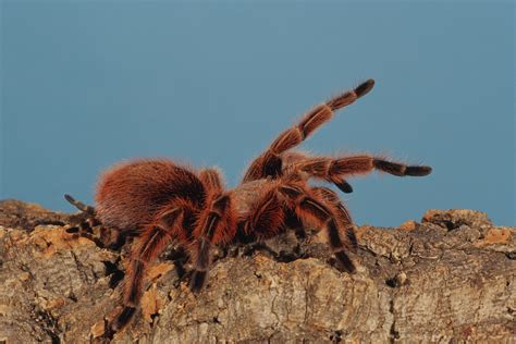 tarántula goliat la araña más grande del mundo national geographic en español