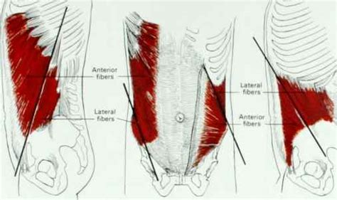 Transversus Abdominis - Muscles - Mitch Medical Healthcare