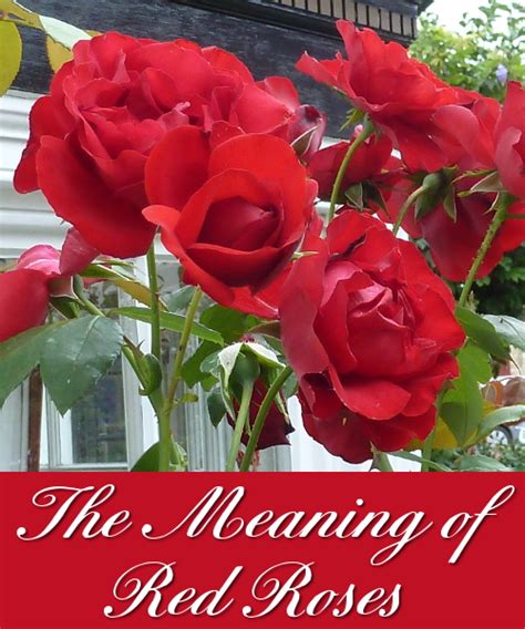 As every flower lover knows, flowers have a language of their own. Symbolism and Meaning of Red Roses