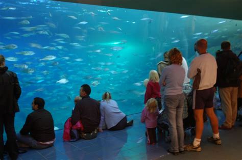 National Marine Aquarium Through The Years Plymouth Live