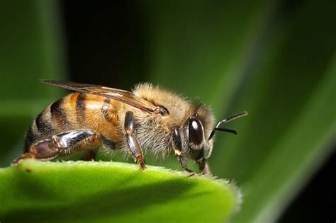 Closeup Of A Cute Fuzzy Honey Bee Stock Photo Download Image Now Istock
