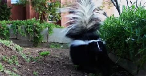 How To Get Rid Of Skunks From Under A Shed Or Porch