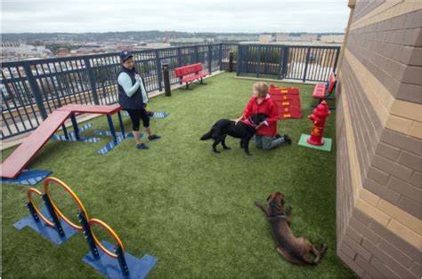 Synthetic Turf Rooftop Dog Park Attracts Apartment Customers Dog Park