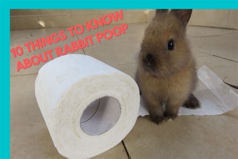 Rabbit Poop 10 Things You Must Know For A Healthy Rabbit