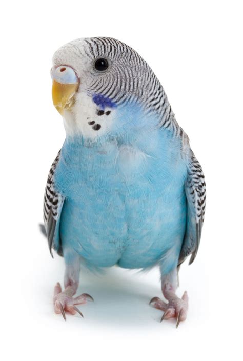 Beautiful Little Blue Budgieparakeet Reminds Me Of My Flip That I Had
