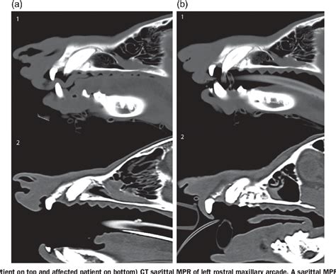 Figure 3 From Diagnostic Imaging Of Oronasal Fistulas In A Dachshund