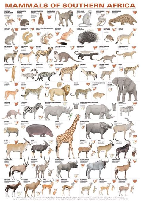 Africa is the world's second largest continent with almost. Mammals of Southern Africa Poster | Africa animals, Animals wild, African animals