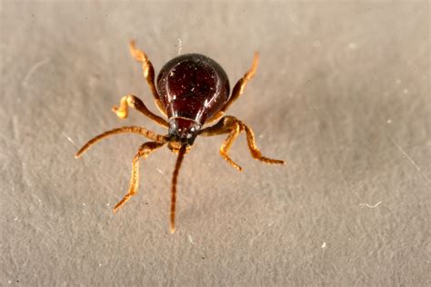 Bed Bug Looks Like Spiders Pictures To Pin On Pinterest Pinsdaddy
