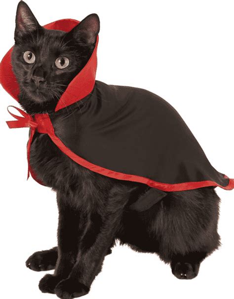 8 Ideas To Celebrate Halloween With Your Cats The Catnip