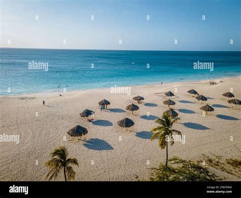 Eagle Beach Aruba Palm Trees On The Shoreline Of Eagle Beach In Aruba
