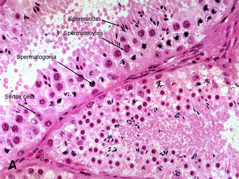 Normal Testis Histology