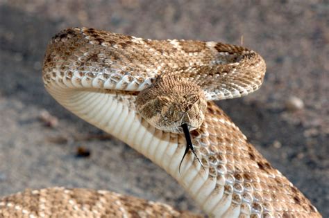 Rattle Snake Type Animals