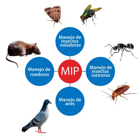 Servicios De Control De Plagas En Costa Rica