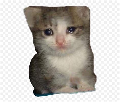 Sad Cat Meme Png Image Crying Cat Meme Sad Cat Png Free Transparent Png Images Pngaaa