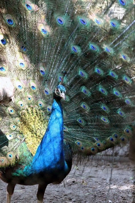 Peacock Tail Blue Bird Free Photo On Pixabay Pixabay