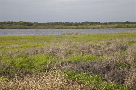 Dry And Lush Grass At Myakka River State Park Clippix Etc