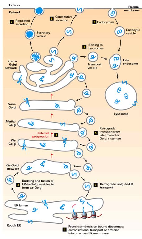 Overview Of Protein Sorting Or Protein Targeting