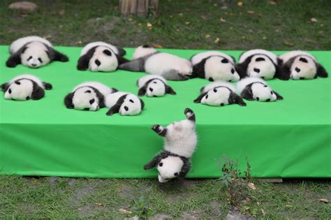 See 23 Baby Pandas Make Their World Debut In China Teen Vogue