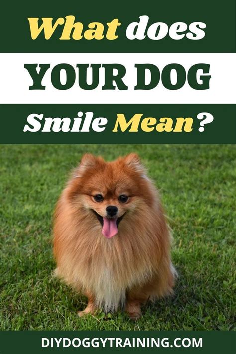 What Does Your Dogs Smile Mean Smiling Dogs Dog Psychology Do